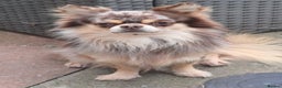 Chihuahua dogs for sale: Two campion quality chihuahua couple for sale    - Advert 1