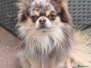 Chihuahua dogs Two campion quality chihuahua couple for sale - Advert 15