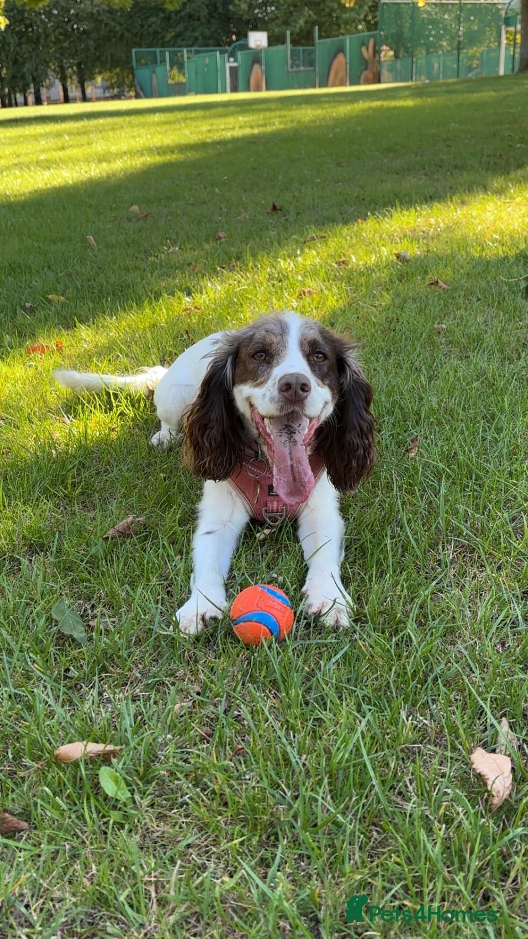 Cocker Spaniel dogs for sale: Working Cocker Spaniel Puppies - Advert 20