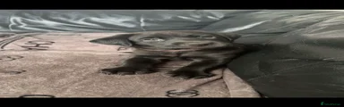 Labrador Retriever 4