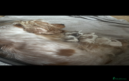Cocker Spaniel dogs for sale: Show cocker spaniels  - Image 9