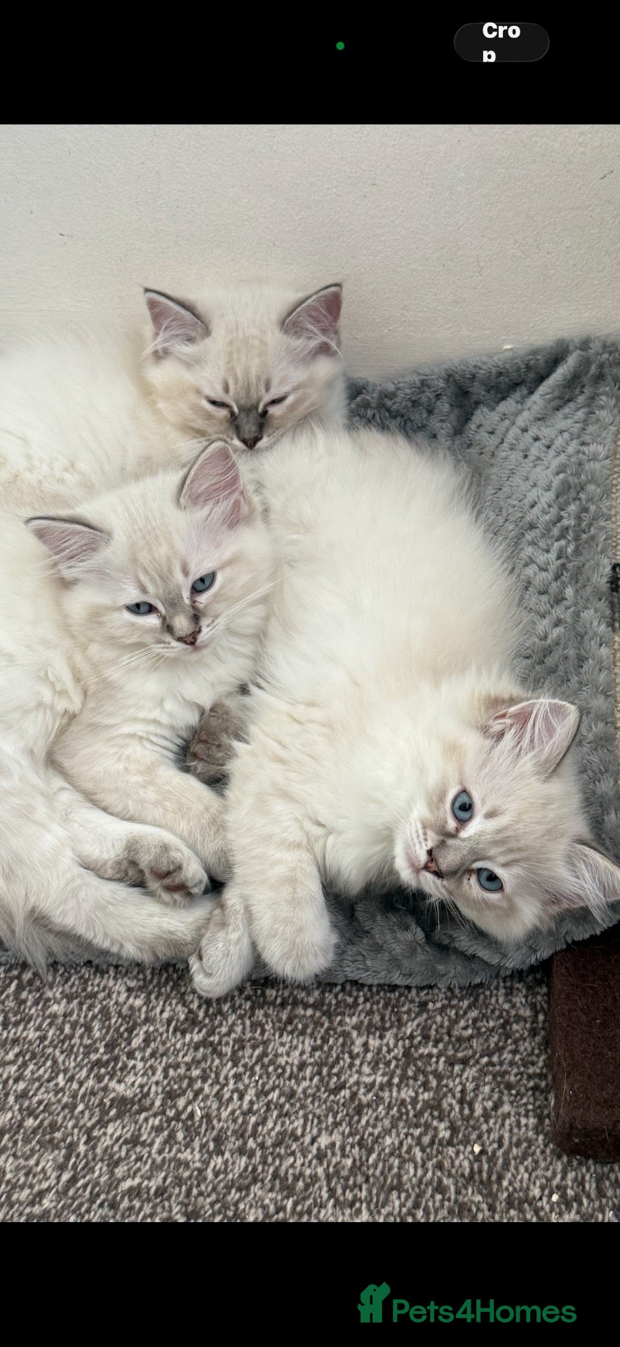Ragdoll cats READY FOR NEW HOME NOW Chunky Ragdoll  Kittens   - Advert 1