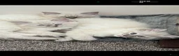 Ragdoll cats for sale: 2 TABBY GIRLS ARE AVAILABLE!! Ragdoll for sale !  - Advert 3