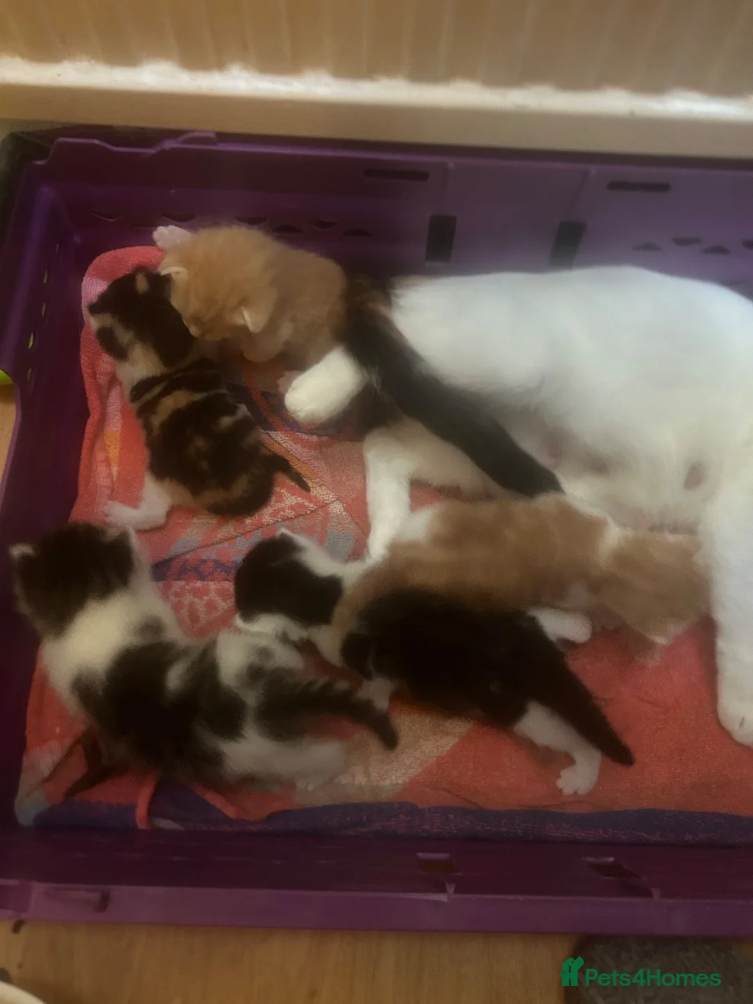 Mixed Breed cats for sale: 5 beautiful kittens  - Advert 2