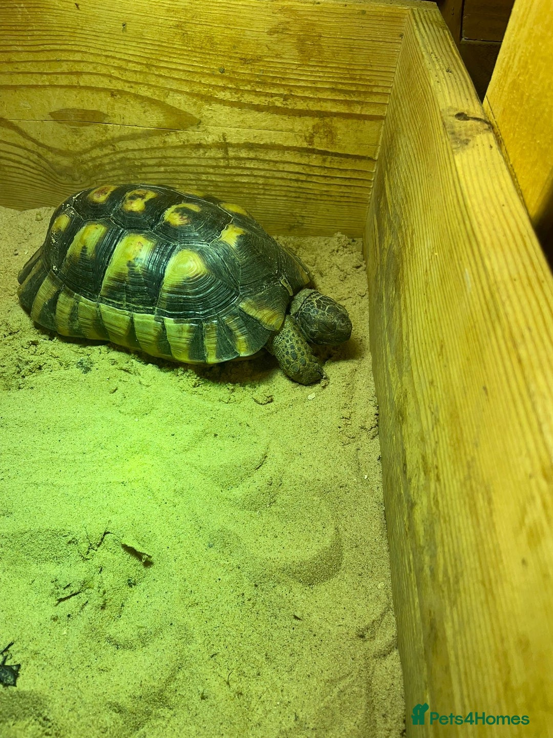 Tortoise reptiles for sale: Marinated breeding pair of tortoises  - Image 4