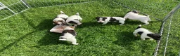 Parson Russell dogs for sale: Beautiful Parsons Jack Russell Terrier Puppies - Advert 9