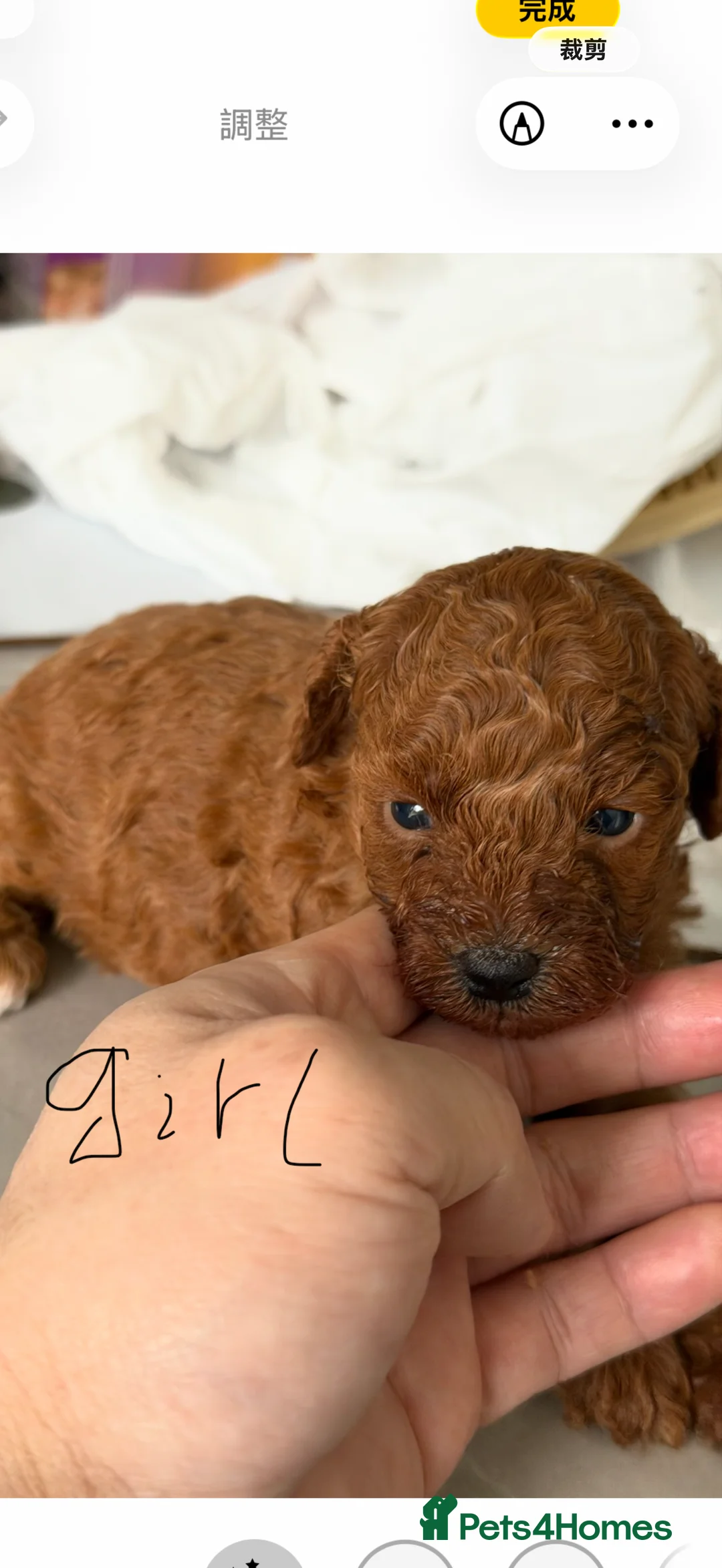 Toy Poodle dogs for sale: Kc red toy poodle puppy for sale  - Advert 2