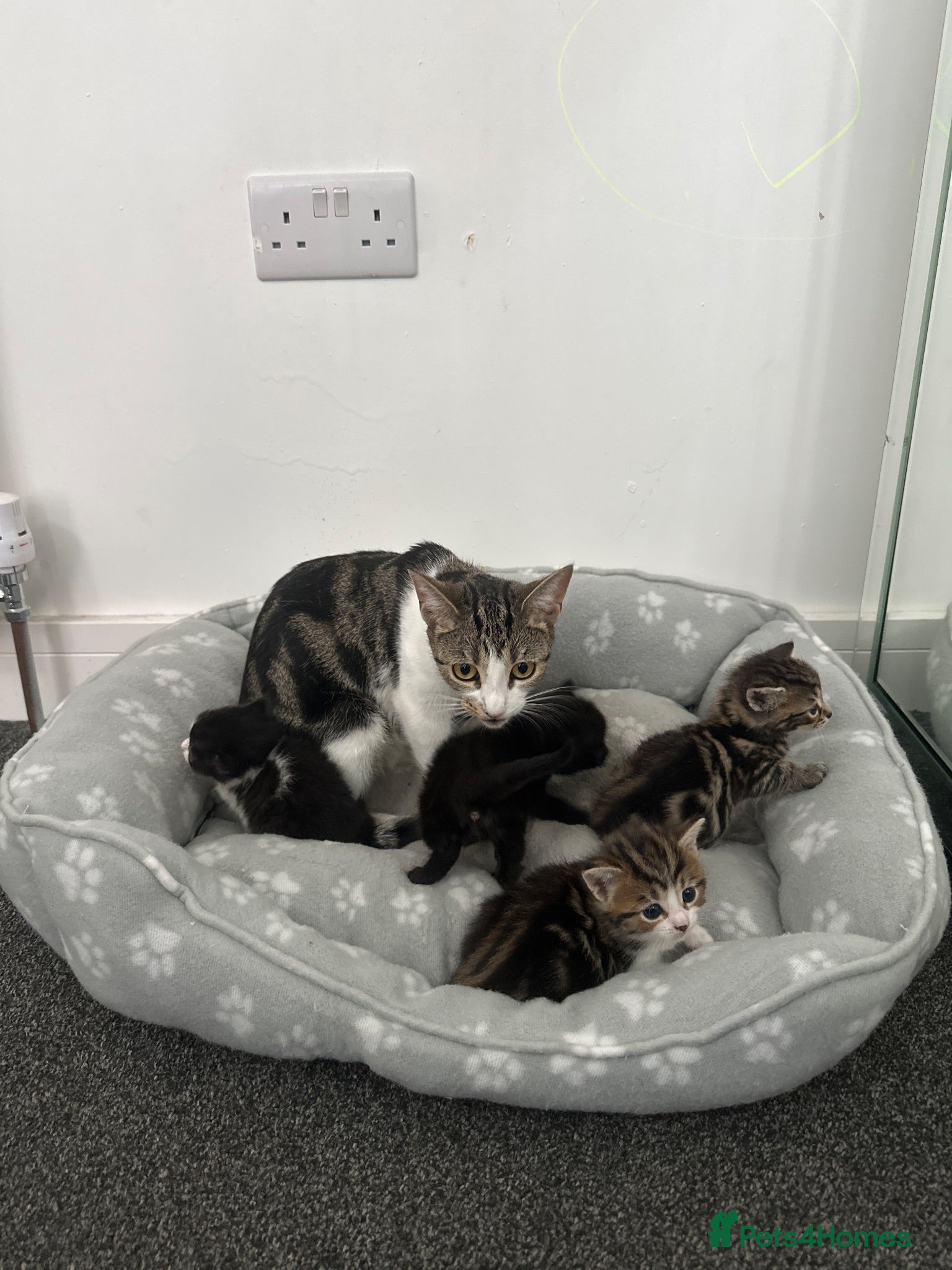 Mixed Breed cats Kittens for sale  - Advert 1