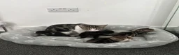 Mixed Breed cats for sale: Kittens for sale  - Advert 1