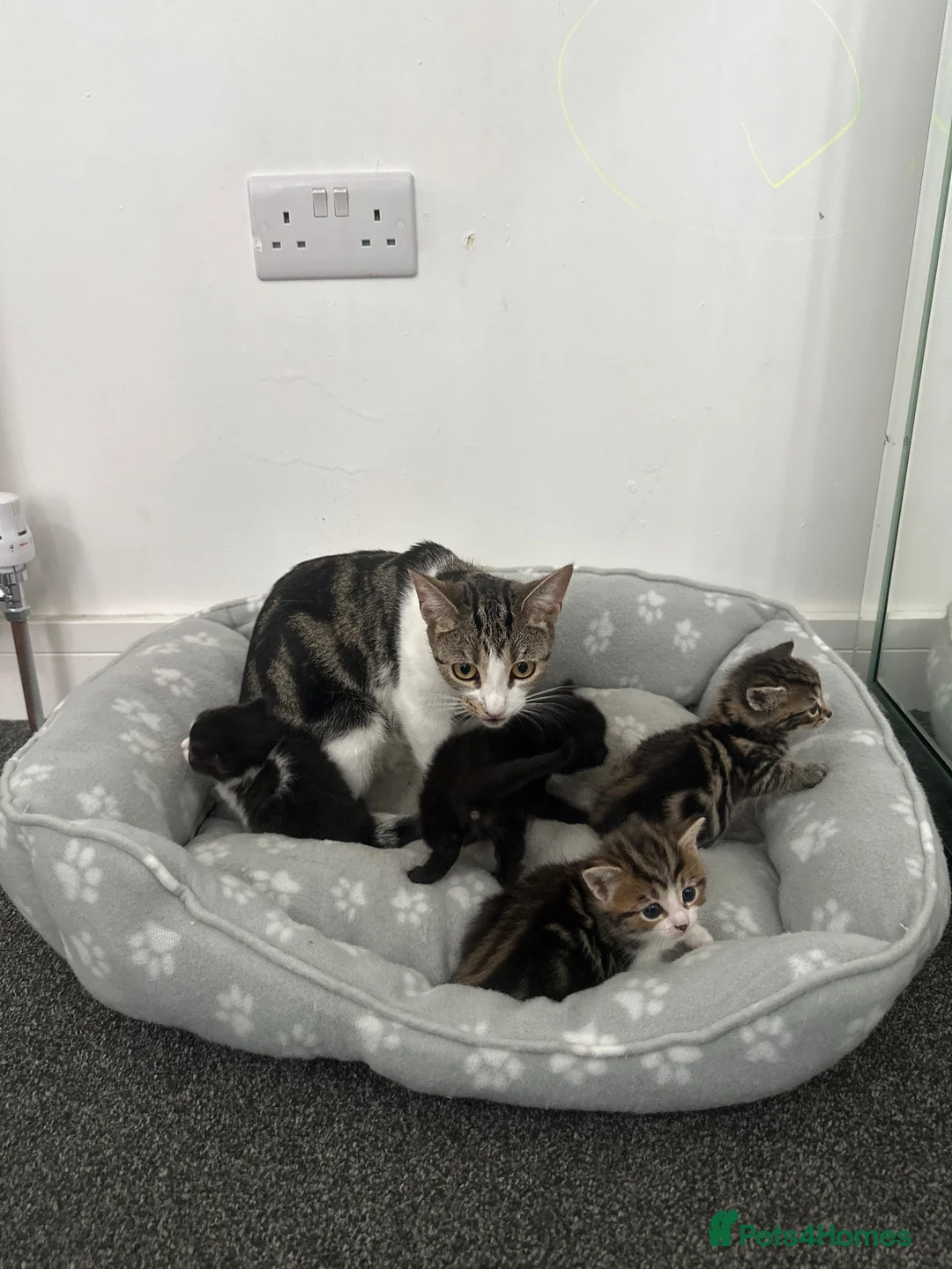 Mixed Breed cats for sale: Kittens for sale  - Advert 1