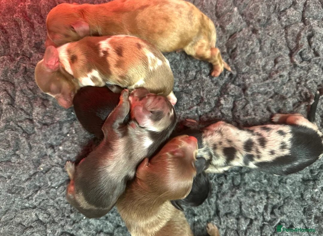 Miniature Dachshund dogs for stud: ✨chocolate and tan mini long haired dachshund ✨kc  - Advert 8