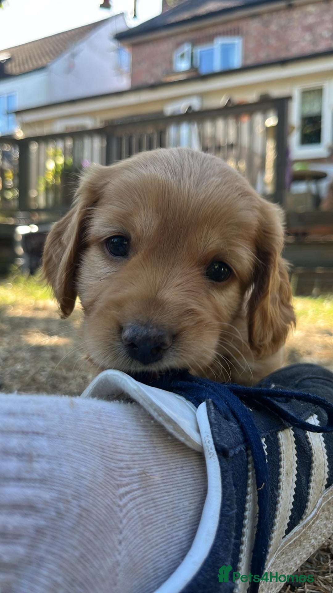 Mixed Breed dogs for sale: Cavapoo x cockapoo puppies in Loughborough - Image 1