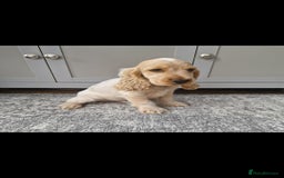 Cocker Spaniel dogs for sale: KC Showtype Cocker Spaniel Boy - Image 3