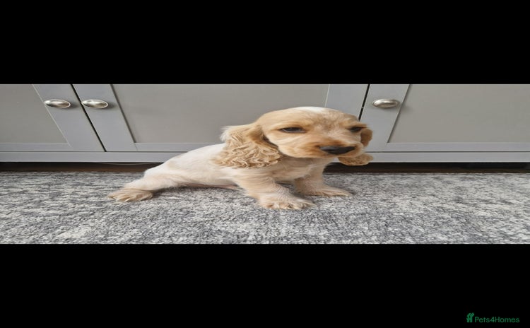 Cocker Spaniel dogs - Advert 15