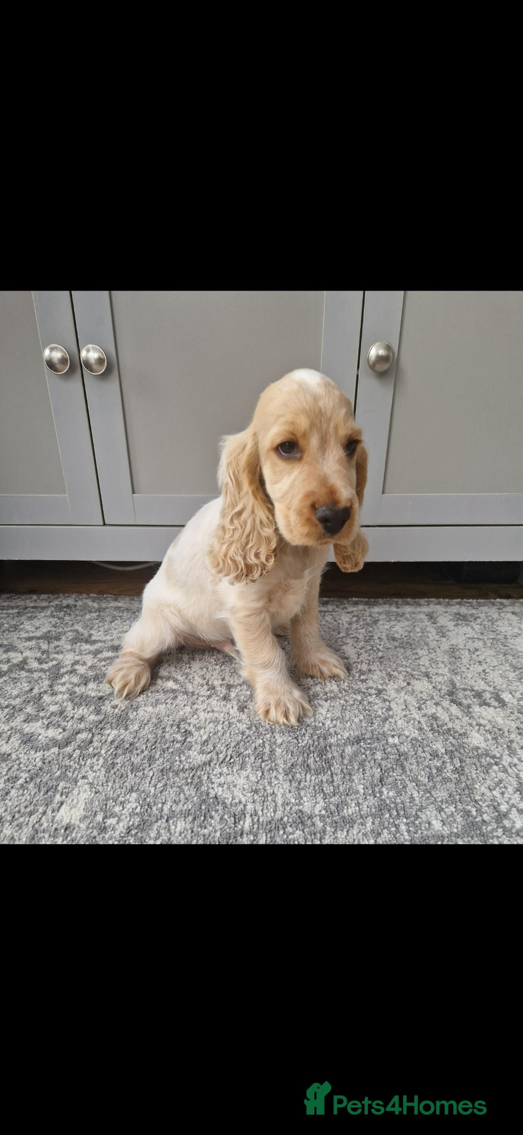 Cocker Spaniel dogs for sale: KC Showtype Cocker Spaniel Boy - Image 3