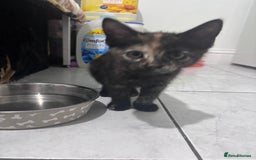 Mixed Breed cats for sale: Playful Female Kittens Ready for Forever Homes - Image 2