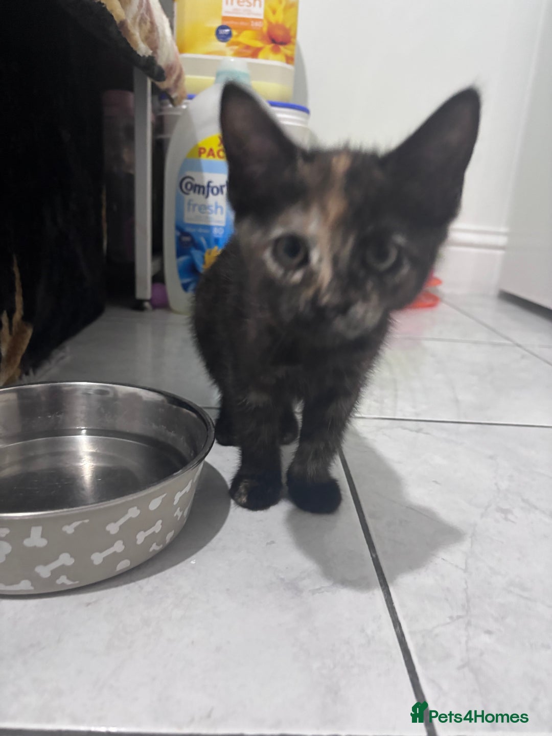 Mixed Breed cats for sale: Playful Female Kittens Ready for Forever Homes - Image 2