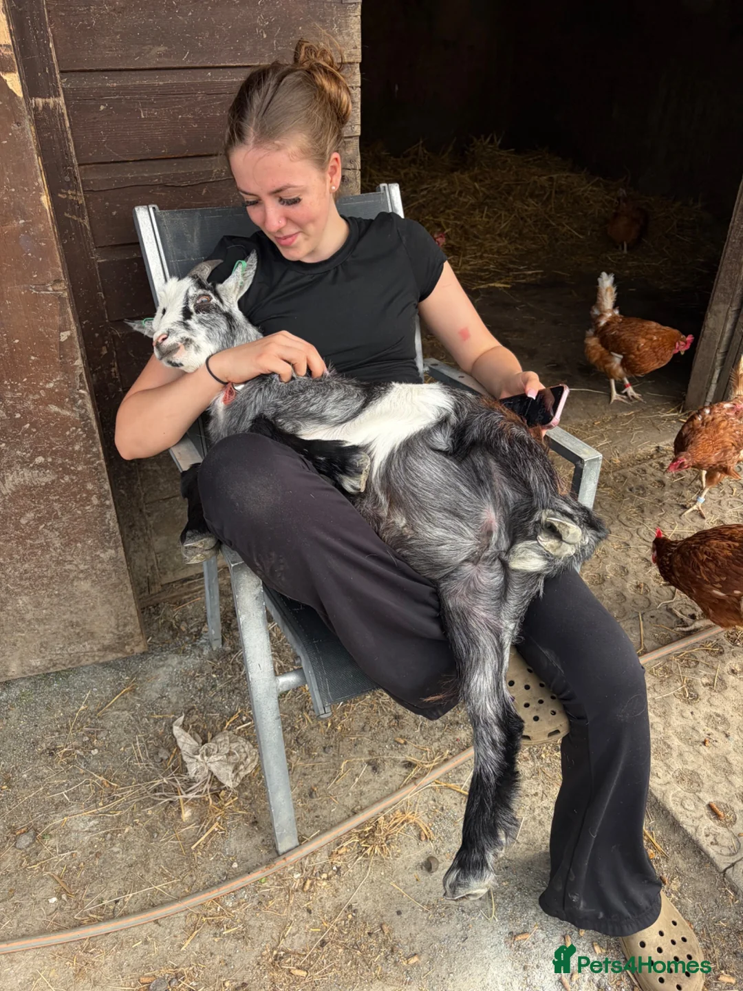Goats livestock for sale: Friendly Pygmy goats youngsters  in Rochester - Advert 1