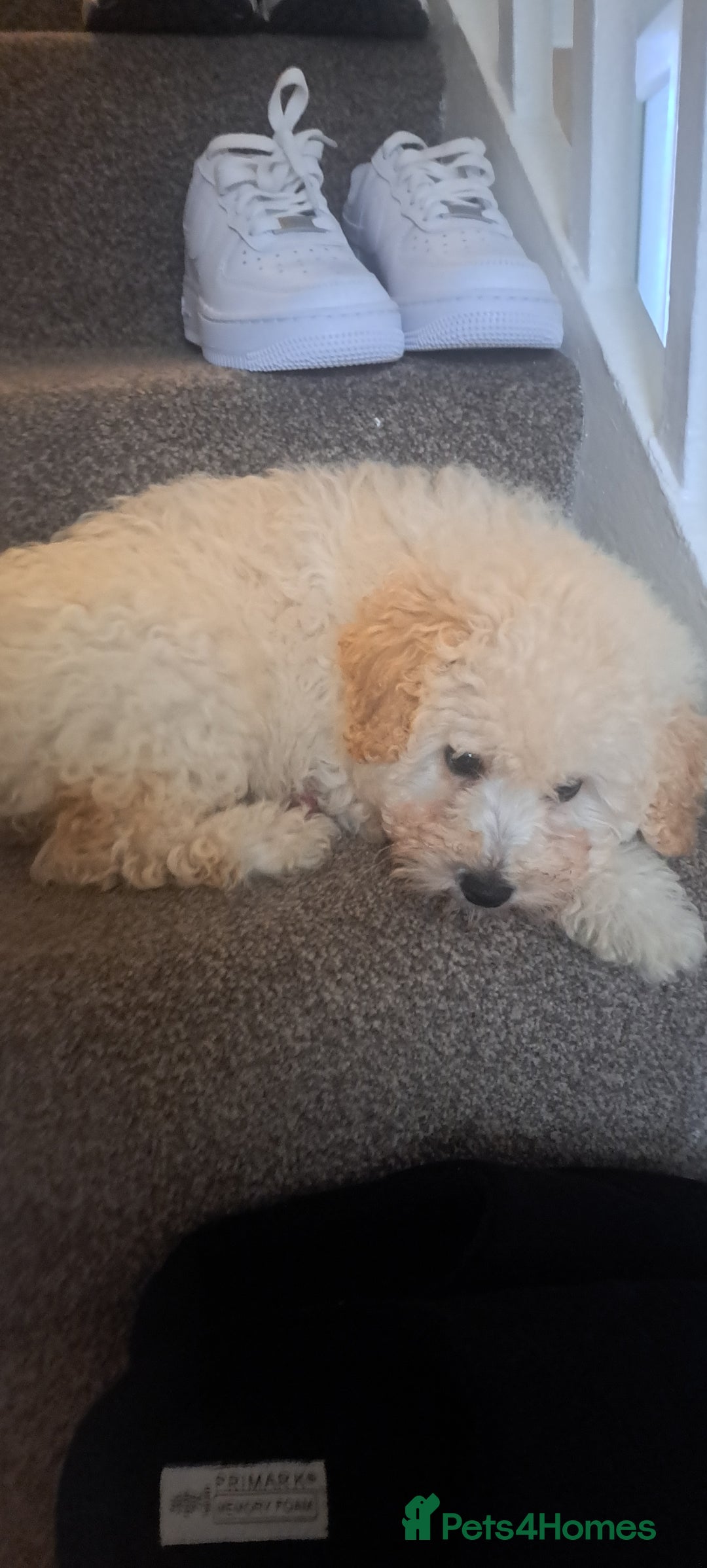 Toy Poodle dogs for sale: Toy male poodle - Advert 7