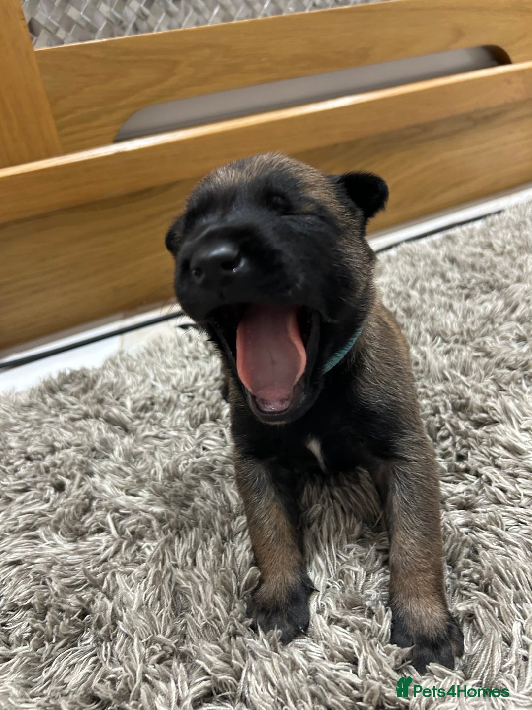 Belgian Shepherd Dog dogs for sale: Belgian Malinois puppies  - Image 15