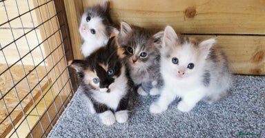 Siberian cats - Advert 16