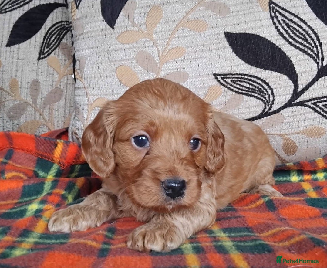 Cockapoo dogs Cockapoo puppies for sale south wales - Advert 1