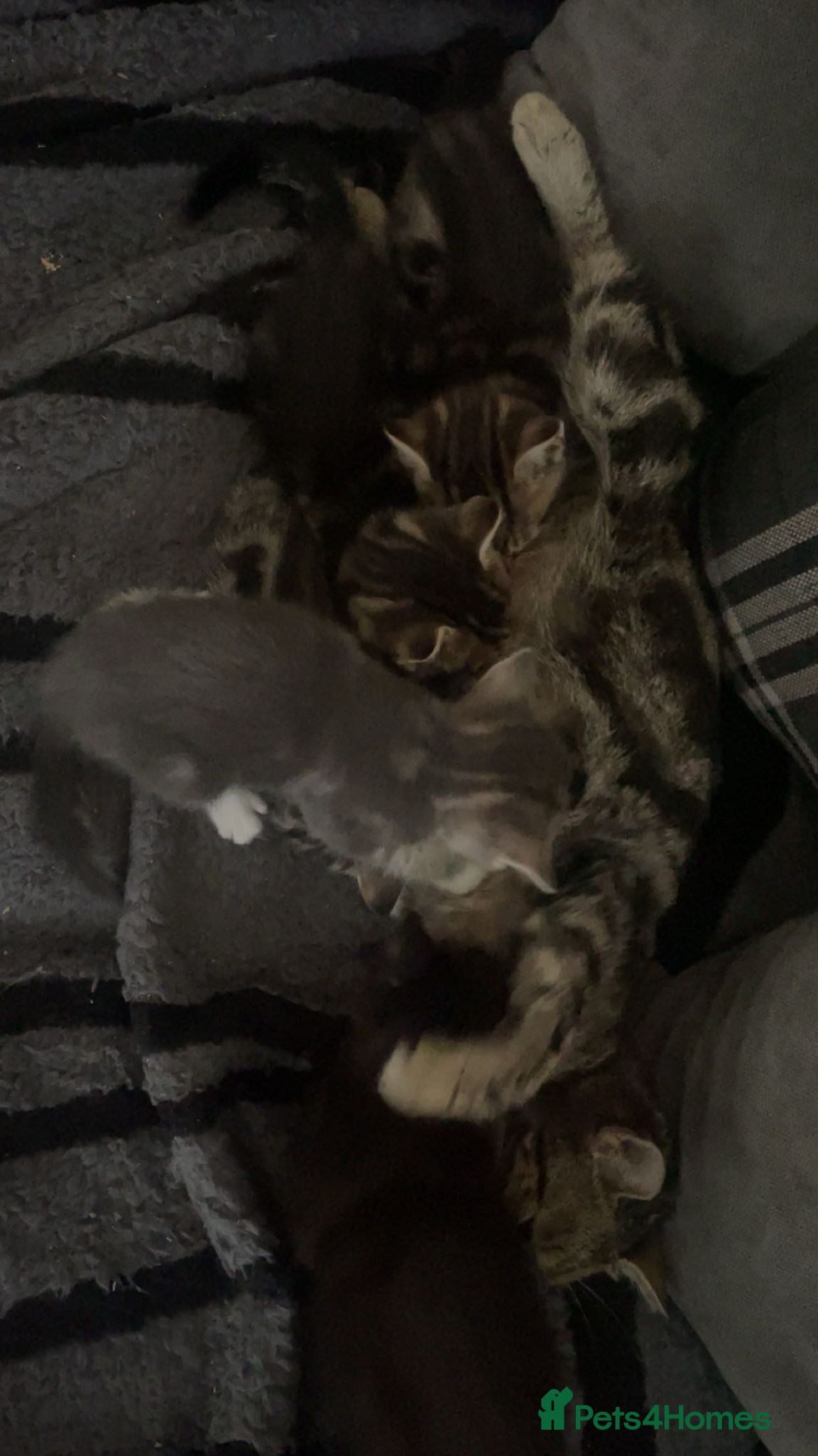 Mixed Breed cats for sale: 9 week old beautiful kittens  in Bognor Regis - Advert 7