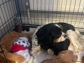 Cavapoo dogs Beautiful cavapoo puppies - Advert 4