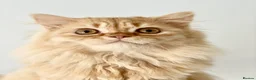 British Longhair cats for sale: Adult British Longhair TICA registered  - Advert 8