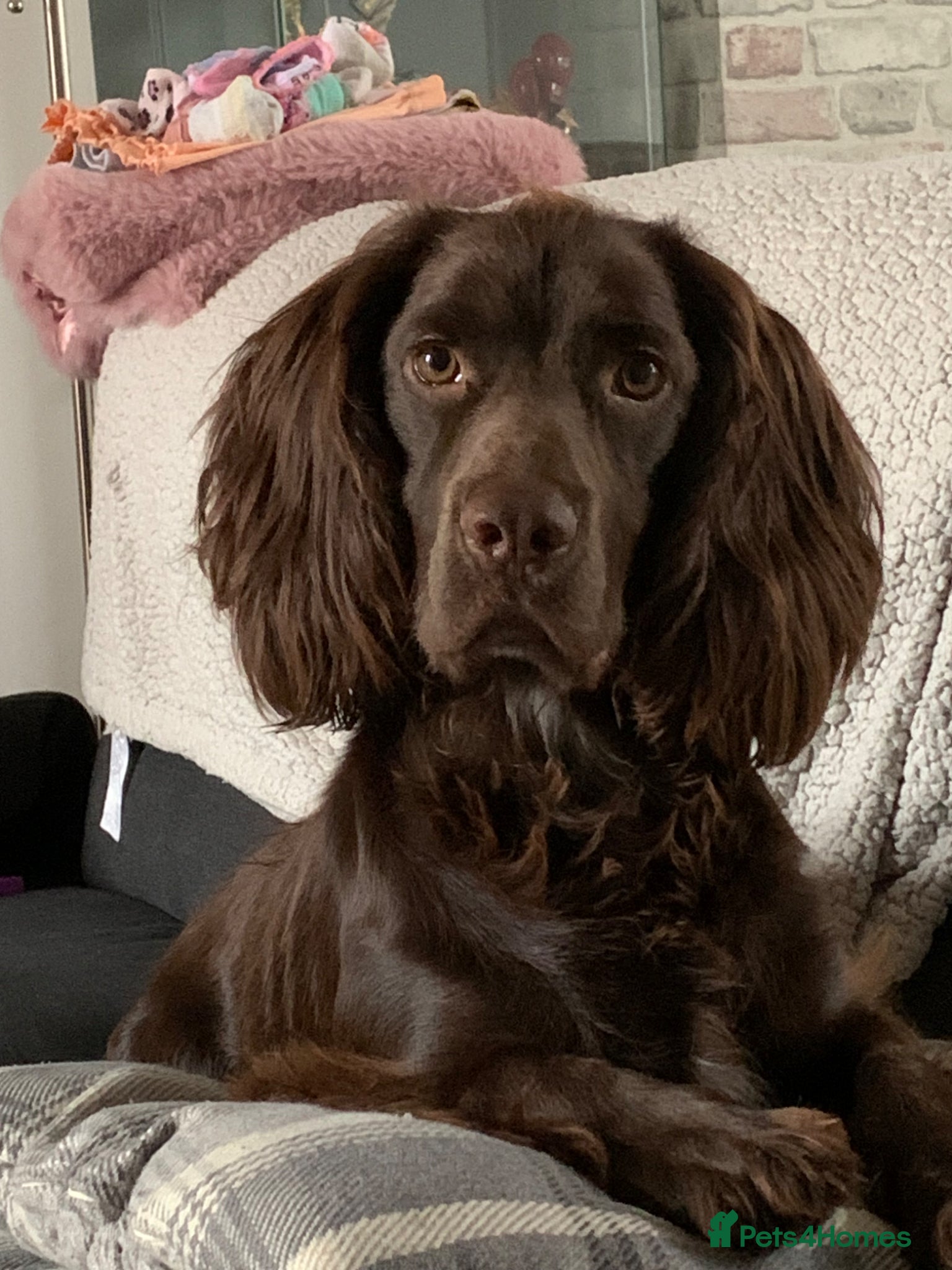 Cocker Spaniel dogs George  - Advert 1