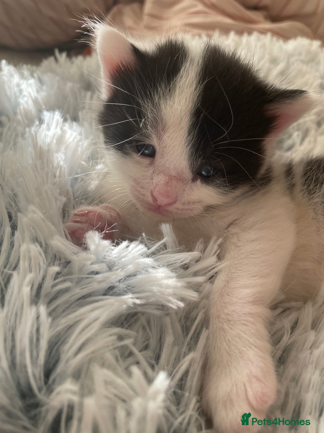 Mixed Breed cats for sale: Mixed kitten  - Advert 7