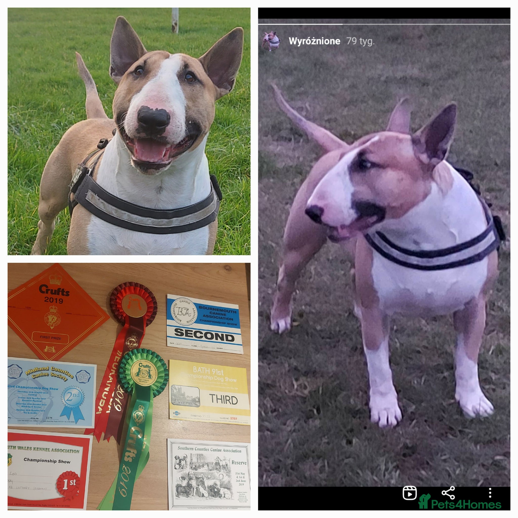 English Bull Terrier dogs Quality Kc Registered Red & White - Advert 1