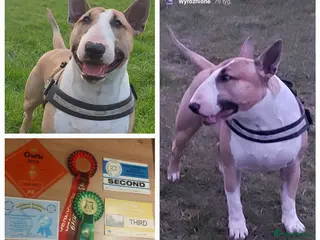 English Bull Terrier dogs Quality Kc Registered Red & White - Advert 1