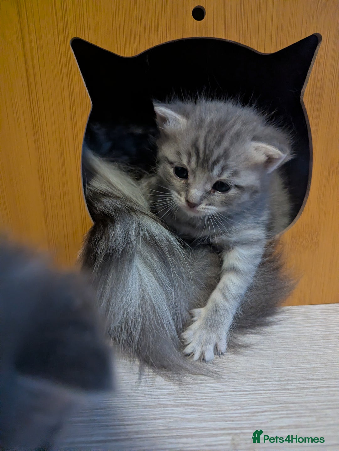 Mixed Breed cats for sale: Beautiful grey silver tabby kittens, ragdoll X Mum - Advert 31
