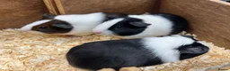 Guinea Pig rodents for sale: Dutch male/boar guinea pigs  - Advert 5