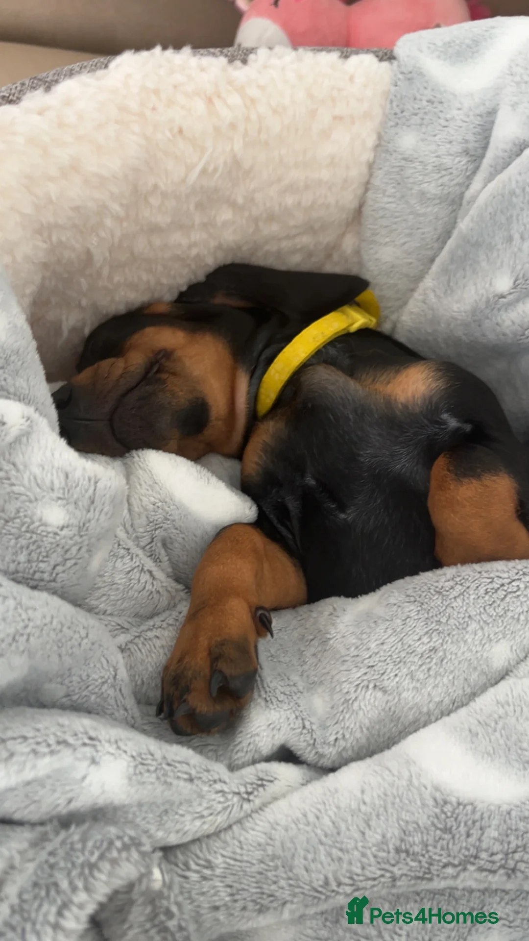 Dachshund dogs for sale: My dachshund puppy needs a new loving home - Advert 4