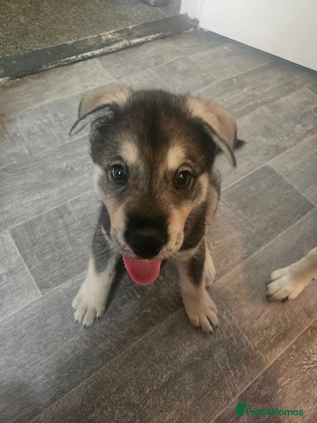 Utonagan dogs for sale: German Shep x Malamute x Husky Puppies - Advert 20