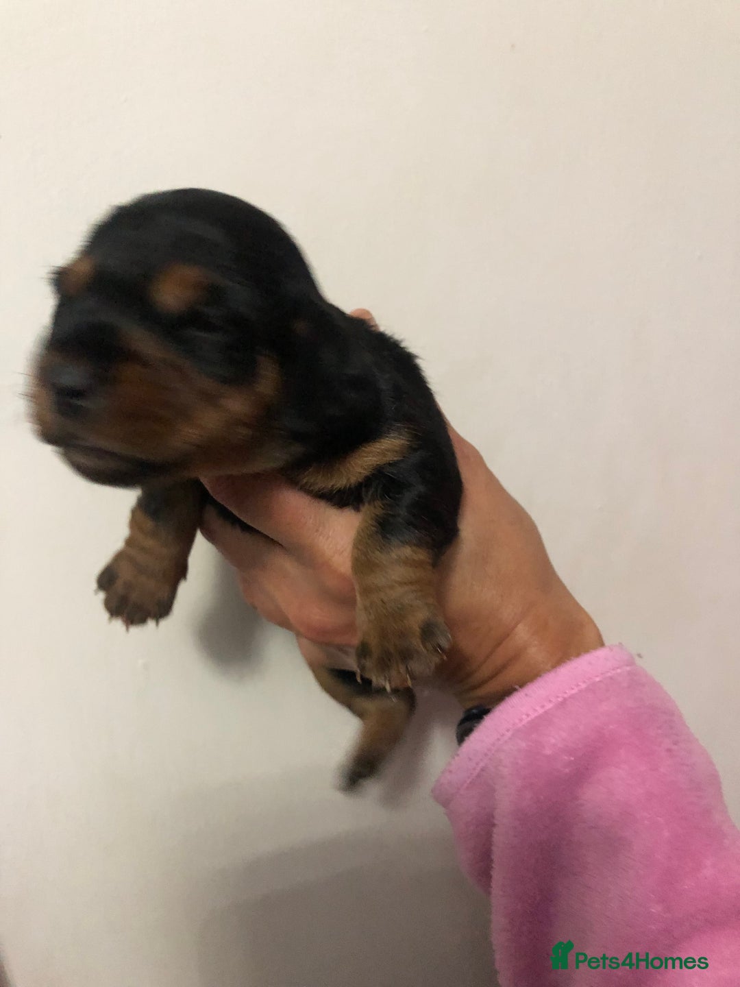 Mixed Breed dogs for sale: Jackapoo cross dachshund puppy’s  - Advert 9