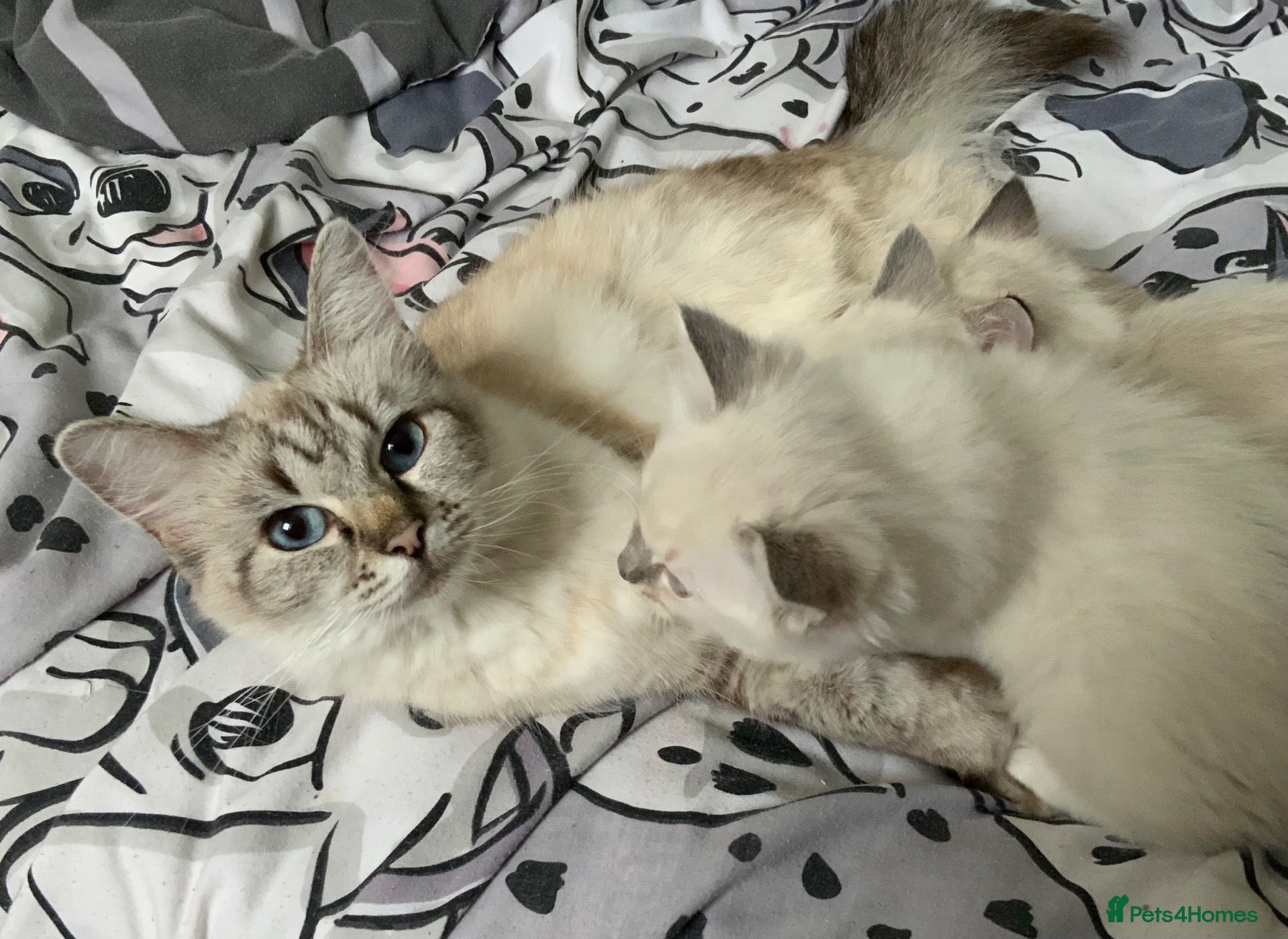 Ragdoll cats 4 Pure Ragdoll Kittens  - Advert 5