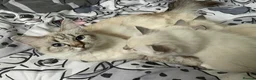 Ragdoll cats for sale: 4 Pure Ragdoll Kittens  - Advert 1