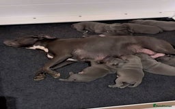 American Bull Staffy dogs for sale: American blue staffy female  - Image 10