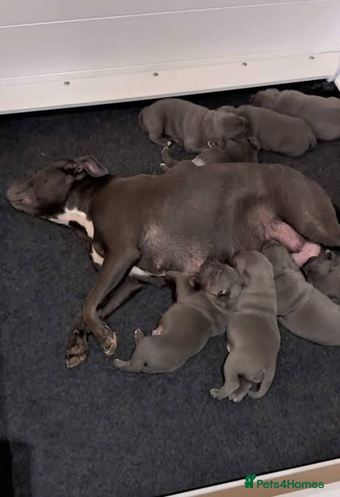 American Bull Staffy dogs for sale: American blue staffy female  - Image 10