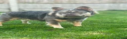 French Bulldog dogs for stud: Ernie - Advert 5