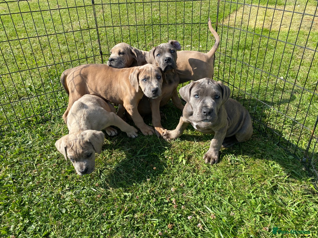 Cane Corso dogs for sale: Cane corso  MALES FULLY VACCINATED  in Dereham - Image 15