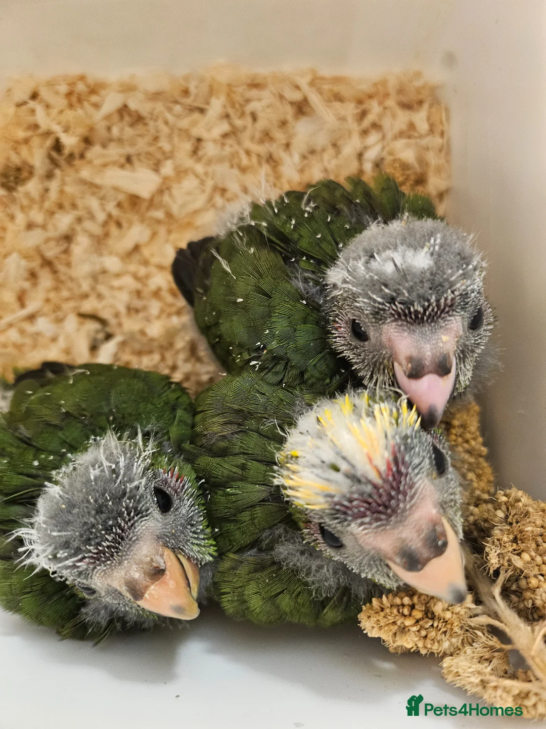 Mixed Breed birds for sale:  kakariki chicks hand tame  - Advert 40