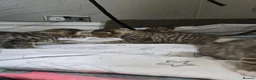 Mixed Breed cats for sale: British Shorthair mix kittens  - Advert 20