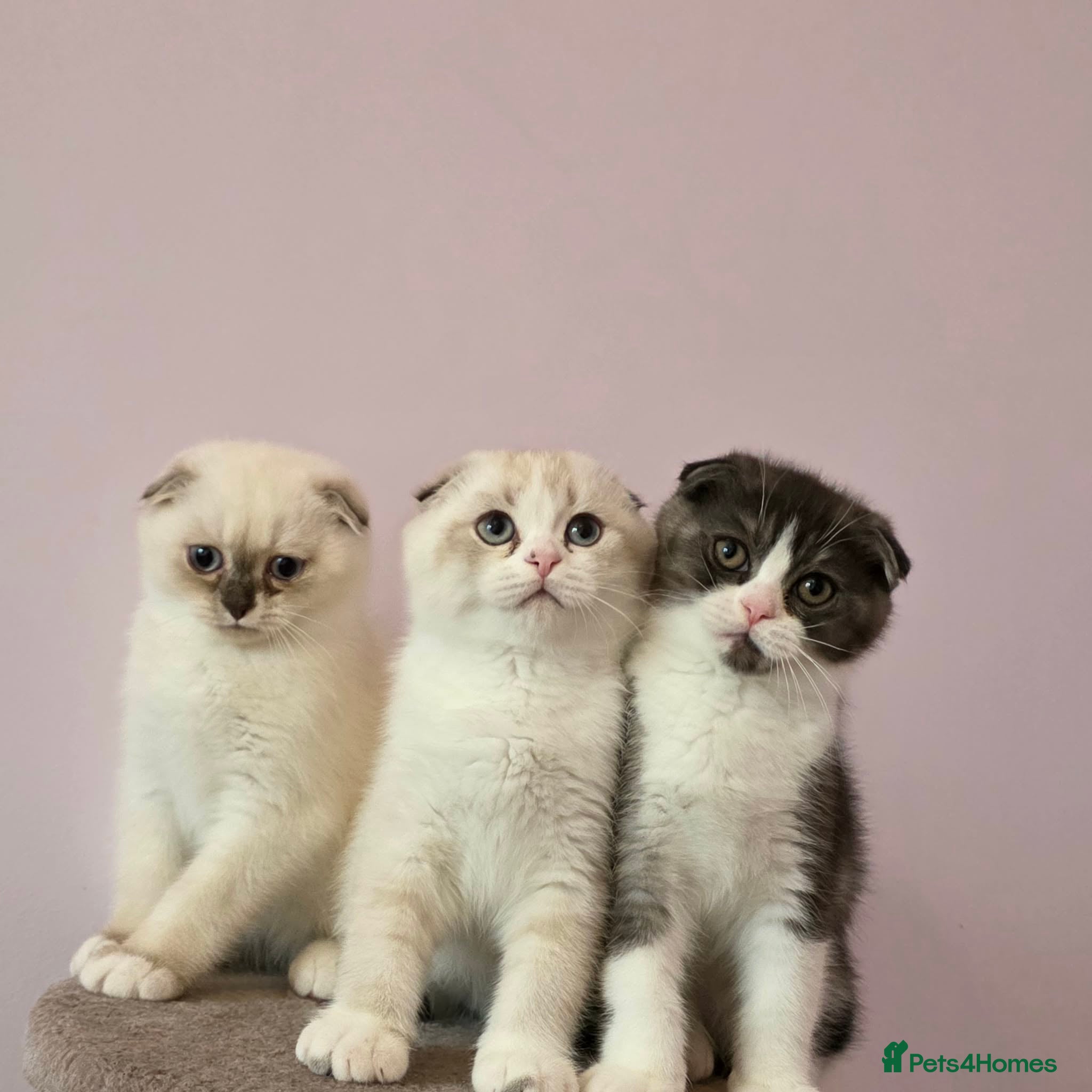 Scottish Fold cats Pedigree Scottish fold - Advert 1