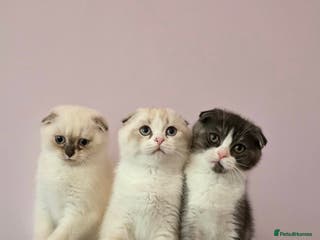 Scottish Fold cats Pedigree Scottish fold - Advert 1