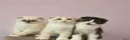 Scottish Fold cats for sale: Pedigree Scottish fold - Advert 3