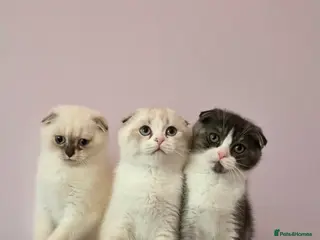 Scottish Fold cats Pedigree Scottish fold - Advert 5